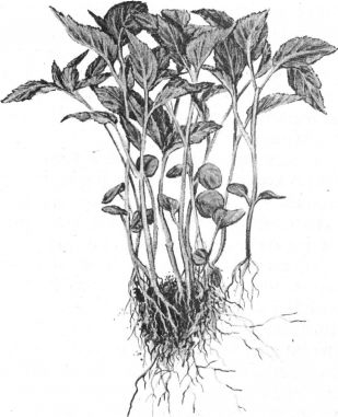 Взрослые лианы актинидии