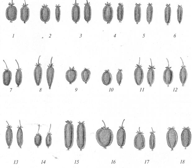 Взрослые лианы актинидии