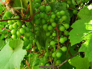 Уход за молодыми насаждениями винограда