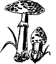 Съедобные грибы
