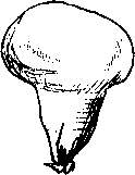 Съедобные грибы