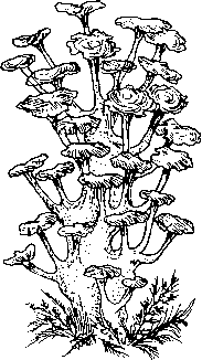 Редкие грибы