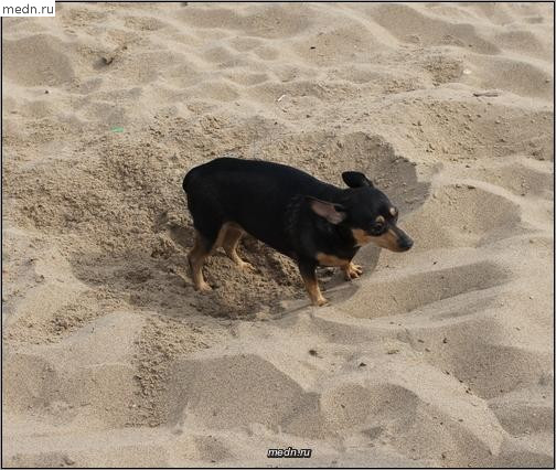 Собачка на песке